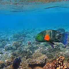 фото "Подводный мир Красного моря"