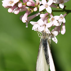 photo "Sweety"