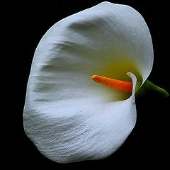 фото "Lily for Lilija Kokina"