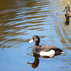 photo "Pavlovsk. Ducks"