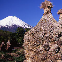 photo "Rice Bales"