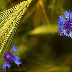 photo "... on the field ..."