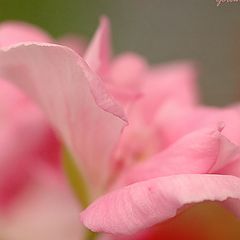 фото "Geranium close-up"