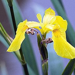 фото "yellow iris"