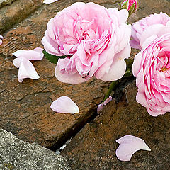 photo "Flowers On The Wall"