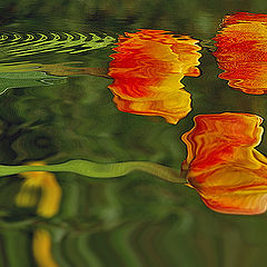 photo "flowers in the water"