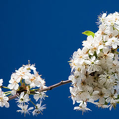 photo "Сherry Blossom"