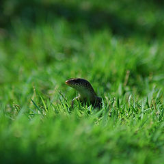 фото "lizard on grass"