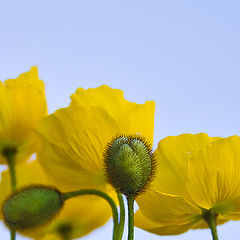 photo "poppies"