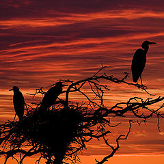 photo "Twilight Watch."