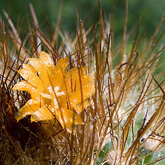 photo "Flower in a jail)"