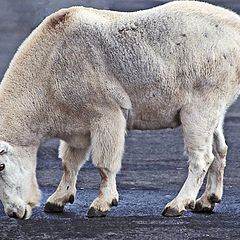 photo "They've eaten the grass so much it's become a parking lot."