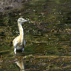 photo "bird"