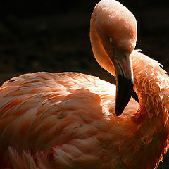 photo "flamingo"