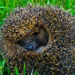 photo "Hedgehog"