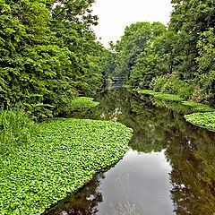 photo "River Wandle"