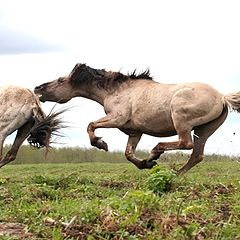 photo "horse summer too"