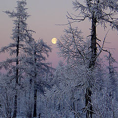 фото "Вечерне-зимний этюд"