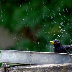 фото "washing"