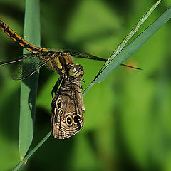 photo "Successful hunting."