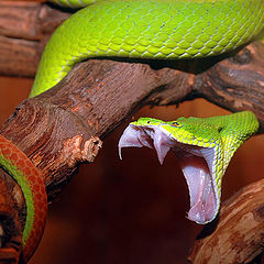 photo "Trimeresurus gramineus"