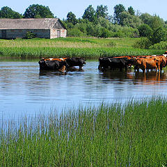 photo "Red cow bathing"