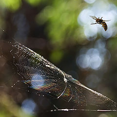 photo "Jumping on a trampoline."