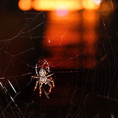 фото "Spider in a night"