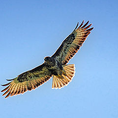 фото "Buzzard"