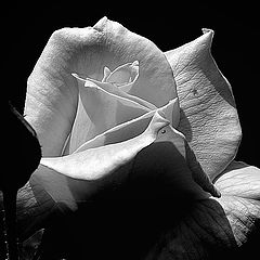 фото "B&W ..."