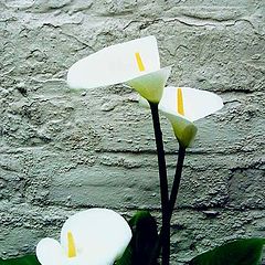 photo "" Arum Lily ""