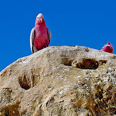 photo "Red Parrots"