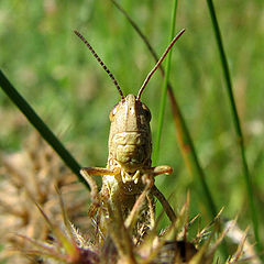 фото "Curiosity"