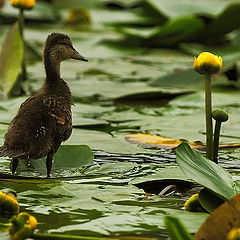 фото "Duck histories #3"