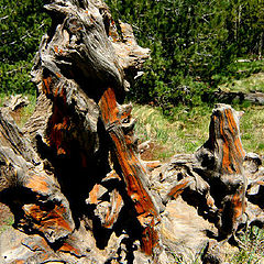 photo "Weathered Pine"