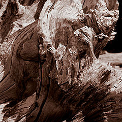 photo "Dead Wood"