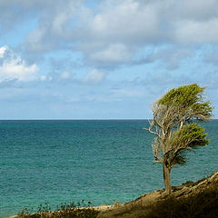 photo "Solitude"