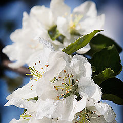 photo "Apple Blossom"