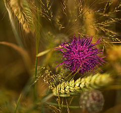 photo "... purple ..."