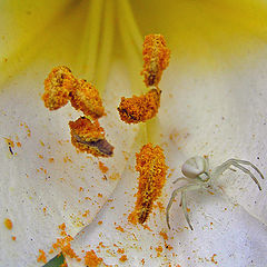 фото "Spider on Lily"