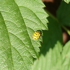 photo "Yellow."