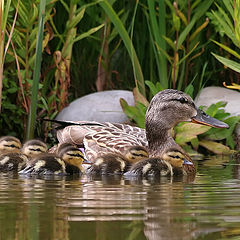 photo "babys"