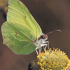 фото "Gonopteryx rhamni"