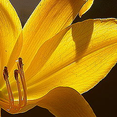 photo "The Yellow Flower..."