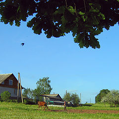 photo "Swallow over tillage"