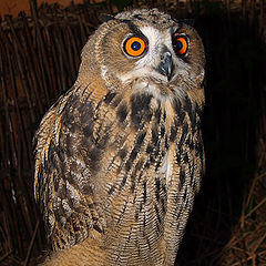 photo "Owl nestling"