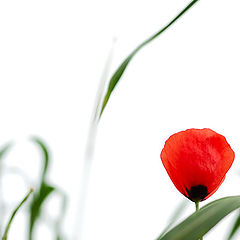 photo "Poppy Flower"