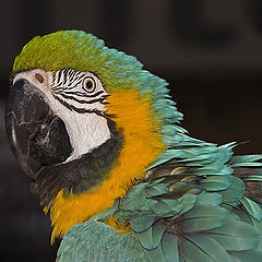 photo "...и зеленый попугай!"