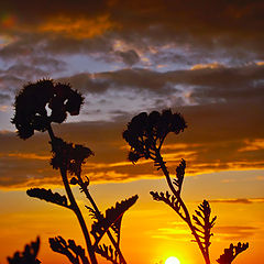 photo "In dance of gold colors"