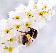 photo "Asleep Bumblebee"
